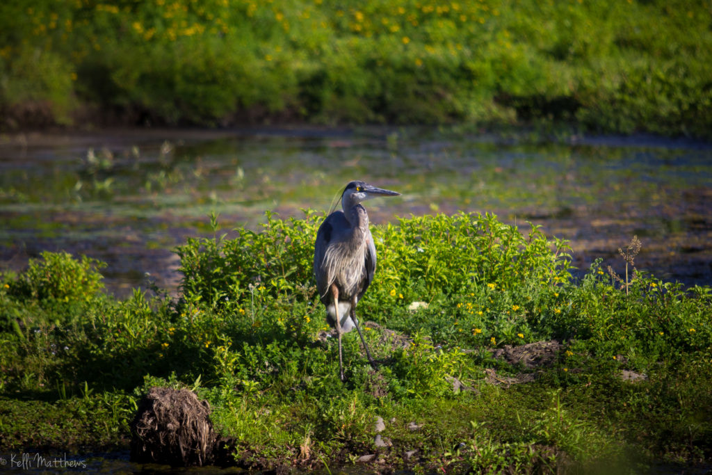 Heron at Delta Ponds