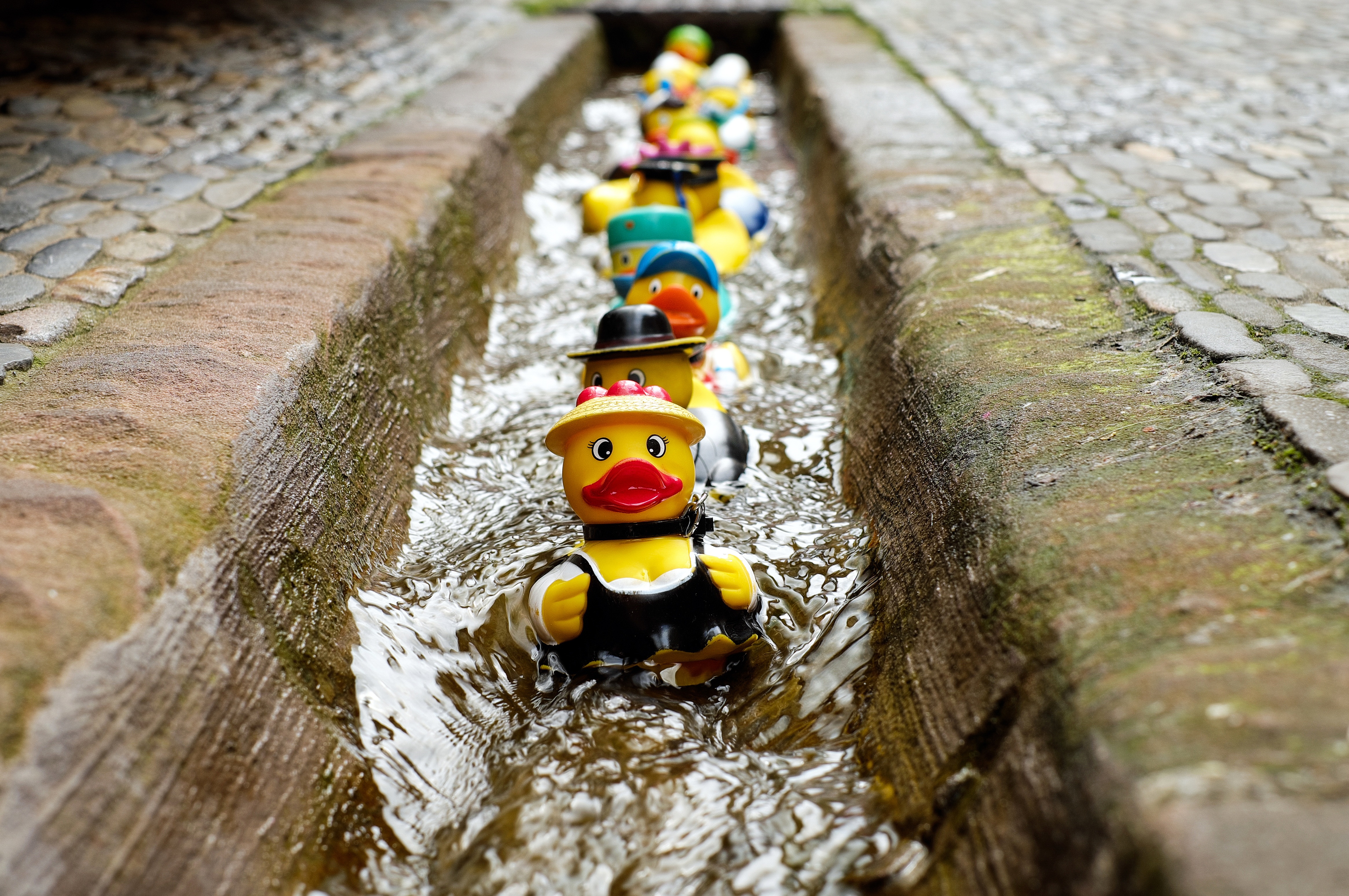 Rubber ducks floating down the water in the summer