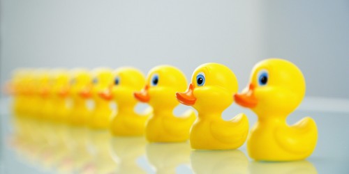 Ducks in a Row: New Student Bloggers Join the Blogosphere!